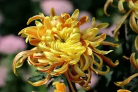 葬礼后的答谢辞图片