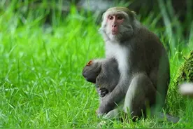 台湾的玉山国家公园小猕猴被游客车辆撞死 母猴紧抱尸体5天不放手图片