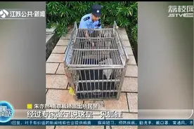 报警！小区里有流浪狗扰民 抓捕！原来是只狐狸图片