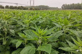 芝麻叶也是宝 我国选育成功首个叶片专用芝麻图片