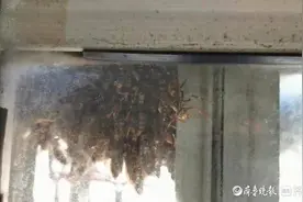 枣庄市民家里现马蜂窝，消防出动一下清理了仨图片