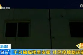包头这栋楼上千只蝙蝠安家，社区工作人员决定：投樟脑球图片