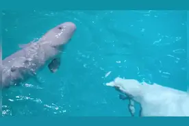 15个小时努力后，芝加哥水族馆一白鲸产下健康鲸宝宝