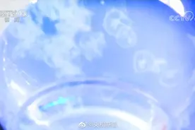 难得一见！安徽怀宁一池塘现大量桃花水母视频封面