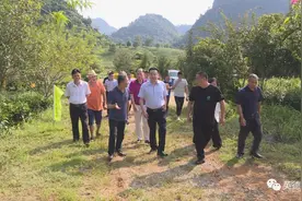 【要闻快讯】吴耿淡到大湾镇调研产业促脱贫攻坚工作（四则）图片