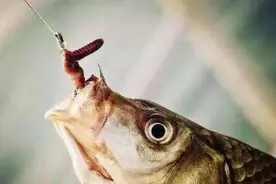万能的蚯蚓饵，你真的用对了吗？图片