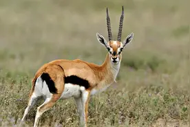 一跳高达3米、跨度9米，瞪羚的奔跑速度仅次于猎豹图片