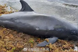 毛里求斯海岸瓜头鲸尸体增至38只图片
