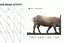 马斯克和“三只小猪”火遍全球背后：规模化脑机接口产业仍任重道远图片