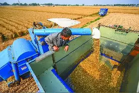 缺口1.3亿吨，中国需担心“缺粮”吗图片