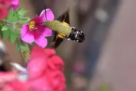蜂鸟鹰蛾现身玉溪通海图片