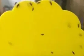家里莫名出现的小飞虫，到底是什么，危害大吗？学会这几招，驱虫安全，效果还好图片