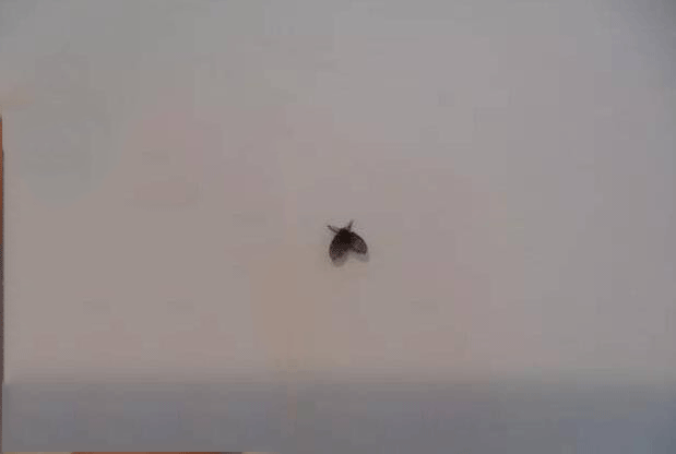 屋里有飞虫怎么办