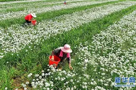 山东沂源：初秋时节韭花香图片