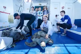 放归大海的海龟发回卫星信号，为保护种群提供洄游路径数据图片