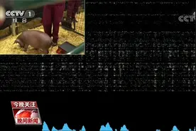 活猪脑机接口试验成功！脑机交互 离我们不远了吗？图片