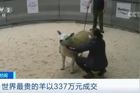 世界上最贵的羊诞生了！卖出337万元！为啥这么贵？图片