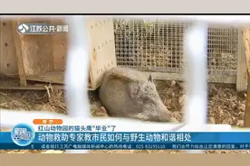 上课啦！南京：动物救助专家教你如何与野生动物和谐相处视频封面
