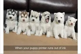 狗妈妈用尽墨水只能涂黑小崽一颗头，整个场面甚搞笑尴尬啊图片