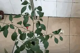 8个月后回宿舍发现厕所长出辣椒，网友：莫不是遗腹籽？图片