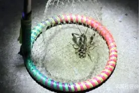 河南农民靠捉蟋蟀致富，一只能卖上万元图片