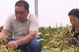 菏泽市巨野县：水果钙中钙 小身躯大能量图片