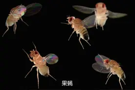 10种曾到过太空的动物图片