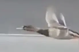 掉队野鸭滚滚车流中低空飞行 伴随汽车旁飙起速度“看上去很享受”图片