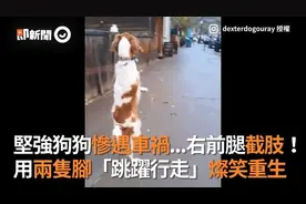 4年前车祸腿截肢！坚强狗2只脚走路灿笑重生图片