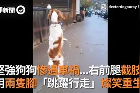 4年前车祸腿截肢！坚强狗2只脚走路灿笑重生图片