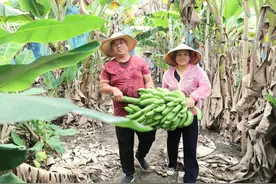 广西北海生态园“圆”了妇女家门口就业梦图片