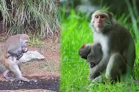 发现孩子死了！猴妈妈抱尸7天 终于放手了图片