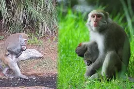 发现孩子死了！猴妈妈抱尸7天 终于放手了图片