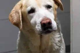 14岁导盲犬纺云被领养，前主人回忆它的冷静、聪明与克制图片