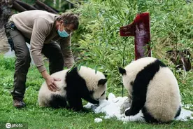 德国动物园双胞胎大熊猫满一周岁 快乐舔冰萌萌哒图片