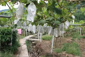 香甜可口，丰都精品葡萄成熟，助力乡村旅游！图片