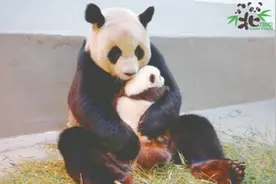 大熊猫宝宝“圆仔妹”新名出炉——“你好，我叫圆宝”图片