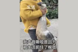 没吼没叫没感冒，声音咋老是哑的？华西专家说，因为你连说话的方式都错了！图片