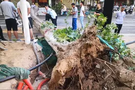 清晨，路边一棵生长了60多年的法桐树轰然倒下图片