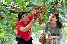 河北晋州：农旅融合助力乡村振兴图片