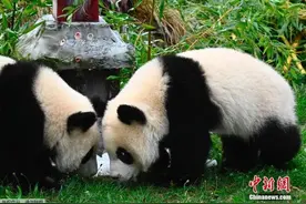 旅德大熊猫双胞胎在柏林度过一周岁生日图片
