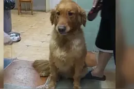 狗狗怕打针双腿灵活走位，还向主人请求支援，网友：像极了怕打针的我图片
