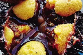 “海中仙丹”有多少“腿”我们吃的是它什么部位？图片