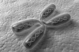 人类基因组草图再添细节 X染色体被无死角解码图片