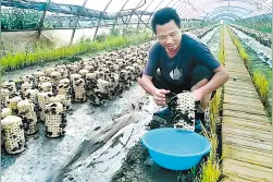 木耳每天“淋浴”十几次 想不肥都难图片
