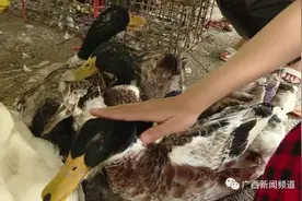 中元节“鸭力”足 首府部分商家日订单量达平时三倍图片