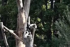柏林：一周岁快乐！动物园为大熊猫双胞胎庆生视频封面