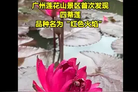 广州莲花山首次发现四蒂莲，宛若团团火焰，网友：一定要保护好图片