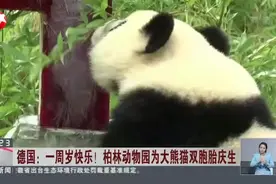 德国：一周岁快乐！  柏林动物园为大熊猫双胞胎庆生视频封面
