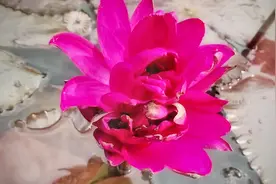 真颜流出！广州莲花山首次发现四蒂莲，花团宛若水中烈焰视频封面